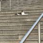 stairs.jpeg