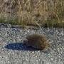 catthehedgehog.jpeg
