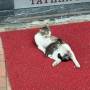 redcarpet.jpeg