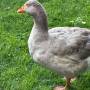goose.jpeg